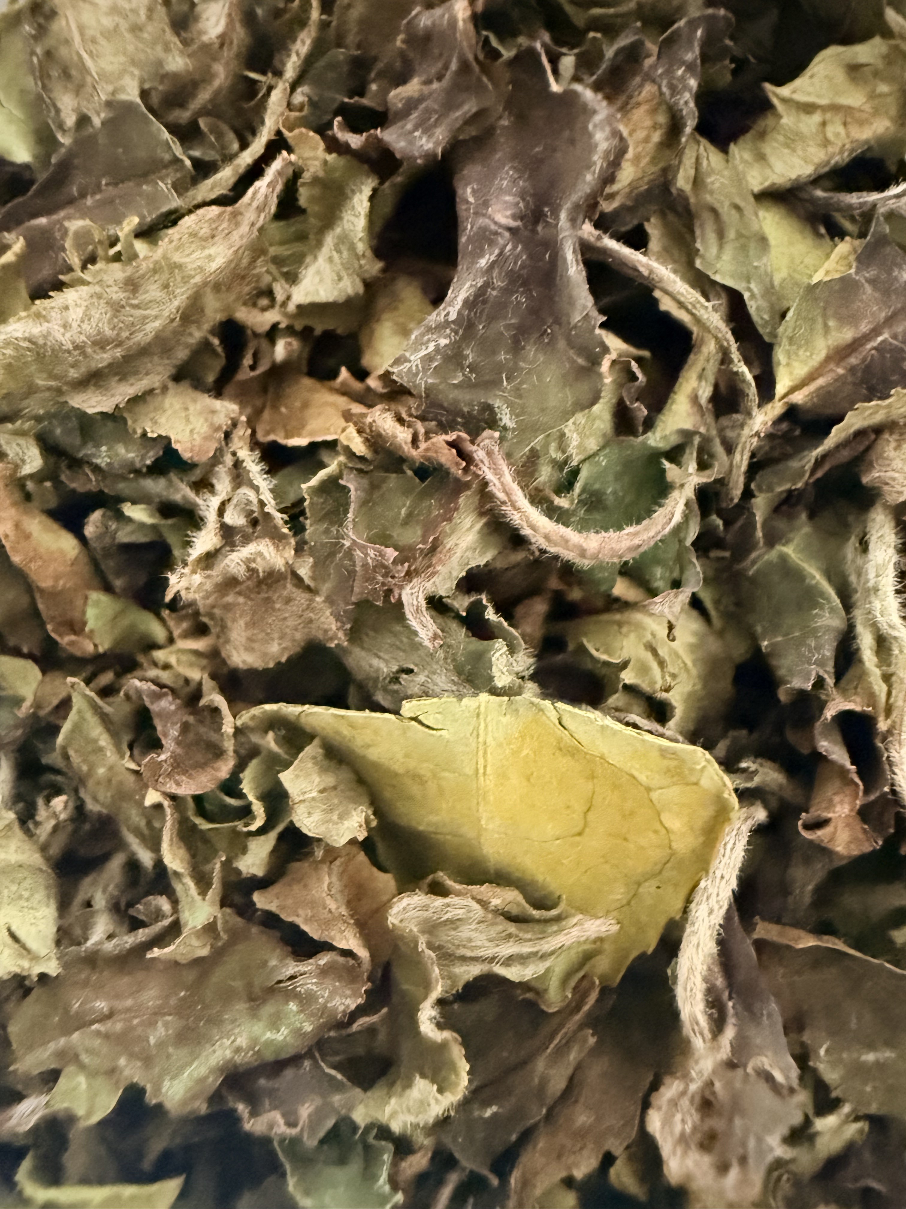 Haku-Dou Bio